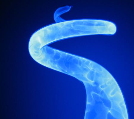 Blue Plasma Snake Digital Photography