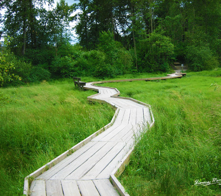 Bridge Over the Marsh Digital Photography