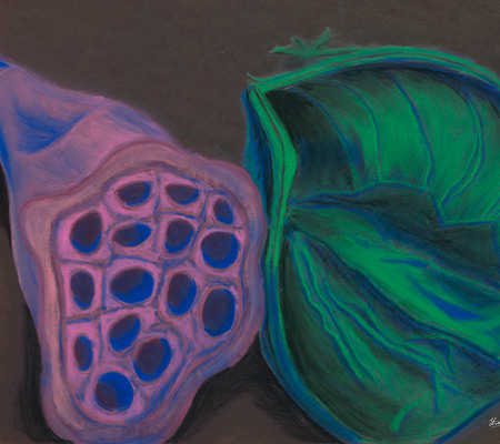 Funky Seeds Chalk Pastel Sketch
